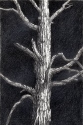 "The Tree", 2001, Graphite on Paper, 11 x 7 1/4 in., by David Jay Spyker