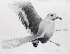 "Startled Gull", 2011, Graphite on Paper (Strathmore 500), 23 x 29 in., by David Jay Spyker