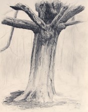 "Blanche's Oak, Study", 2011, Graphite on Cream Colored Paper, 17 1/2 x 14 in., by David Jay Spyker